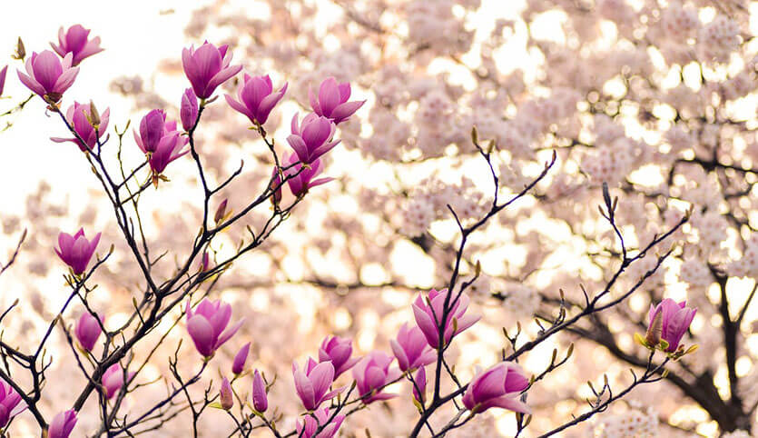 Blossoming flowers in spring.